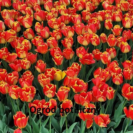 Daire Krzemieniecka Atlas Arena Zoo Orientarium *