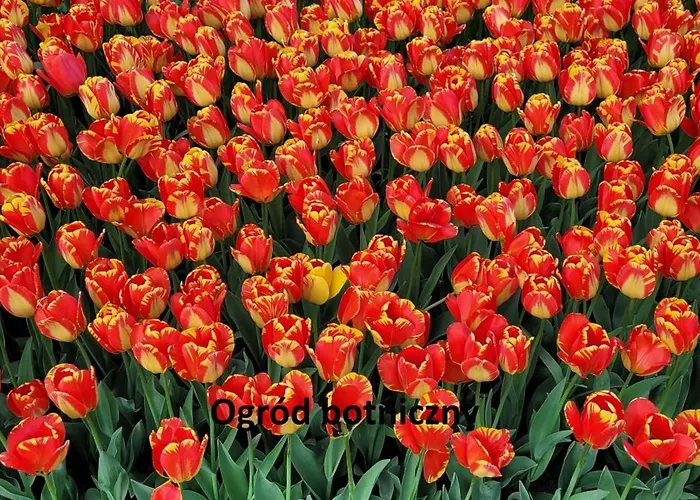 Apartamento Krzemieniecka Atlas Arena Zoo Orientarium *